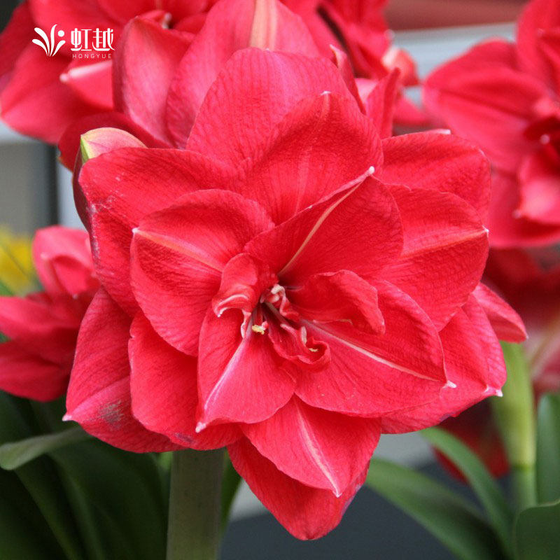 粉色交响曲朱顶红进口种球粉色系球根种子园艺花卉土培盆栽多年生,鲜花速递/花卉仿真/绿植园艺,种球/裸根,淘宝优惠券,粉丝福利购,淘宝优惠卷