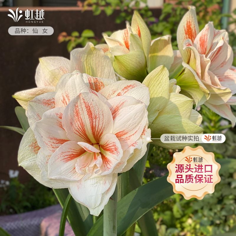 【持续热卖】进口朱顶红多品种