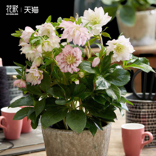 花彩重瓣铁筷子盆栽花苗大苗耐寒