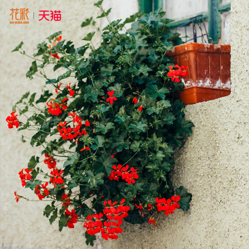 天竺葵多年草本阳台室内多季开花