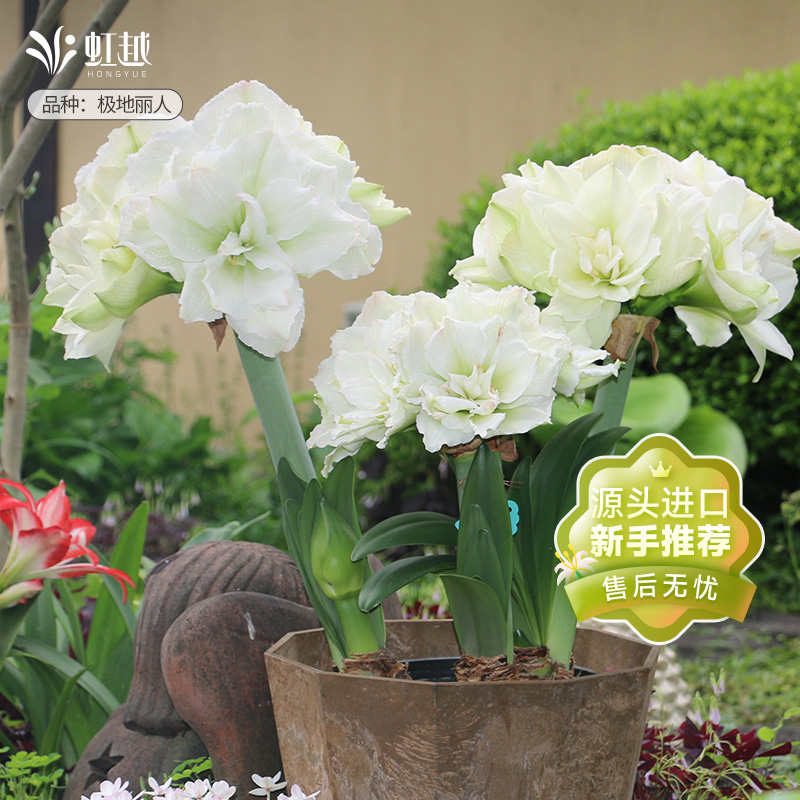 【持续热卖】进口朱顶红多品种