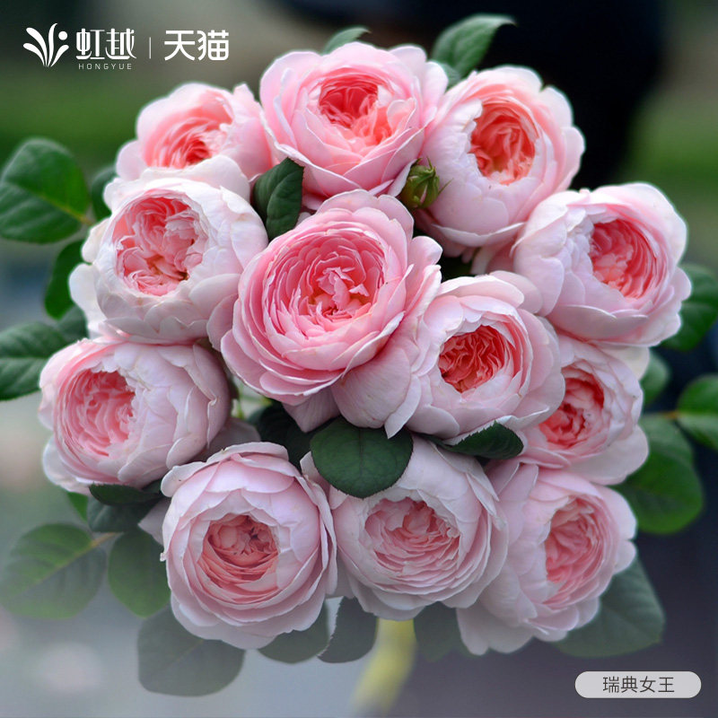 虹越瑞典女王月季花盆栽小苗大苗灌木奥斯汀粉色大花切花多季开花,鲜花速递/花卉仿真/绿植园艺,月季/蔷薇/玫瑰,淘宝优惠券,粉丝福利购,淘宝优惠卷