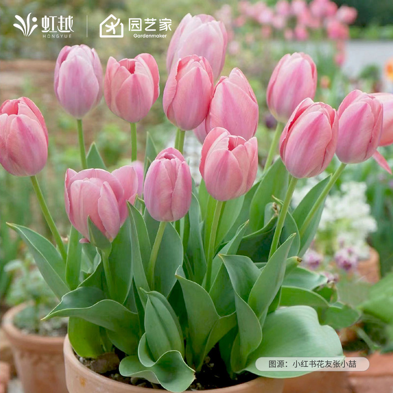 郁金香种球5度球单重瓣花种子球根苗水培土培盆地栽花苗花卉虹越