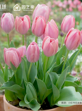 郁金香种球5度球自然球花种子球根土培盆栽地栽花苗客可切花虹越