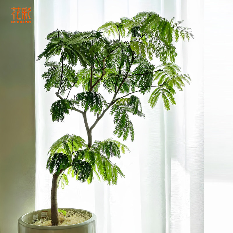 虹越密叶猴耳环盆栽室内植物阳台四季好养绿植客厅装饰网红景观树,鲜花速递/花卉仿真/绿植园艺,绿植,淘宝优惠券,粉丝福利购,淘宝优惠卷