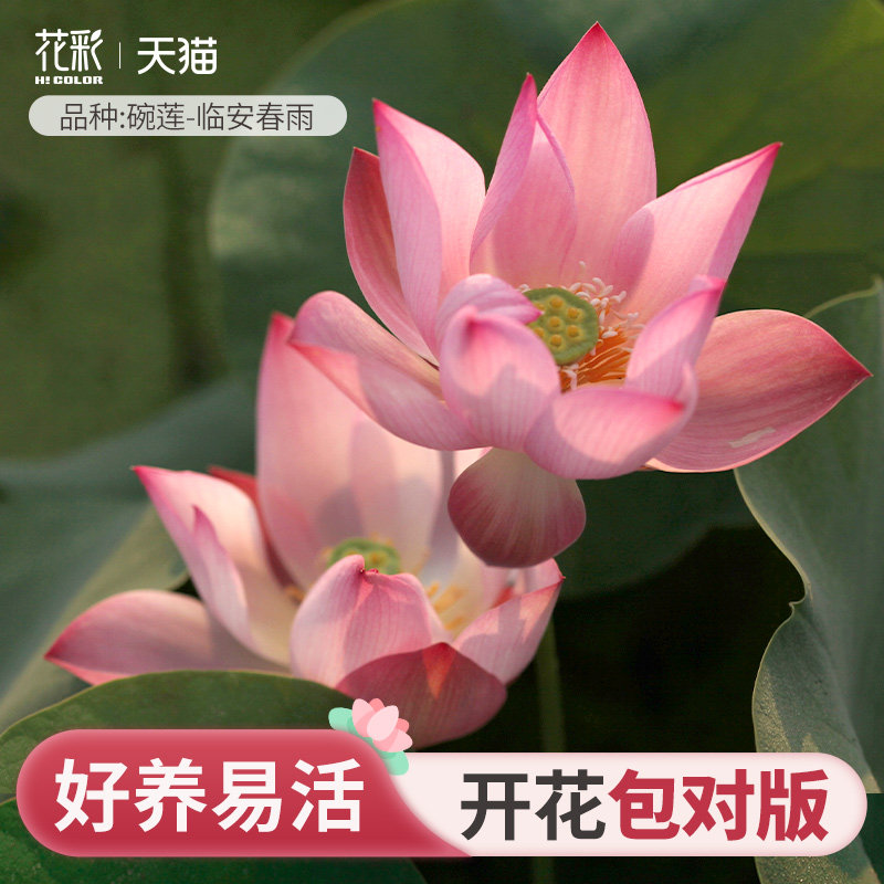 虹越微型碗莲种藕阳台迷你荷花盆栽水养鱼生态缸耐热耐晒水培植物