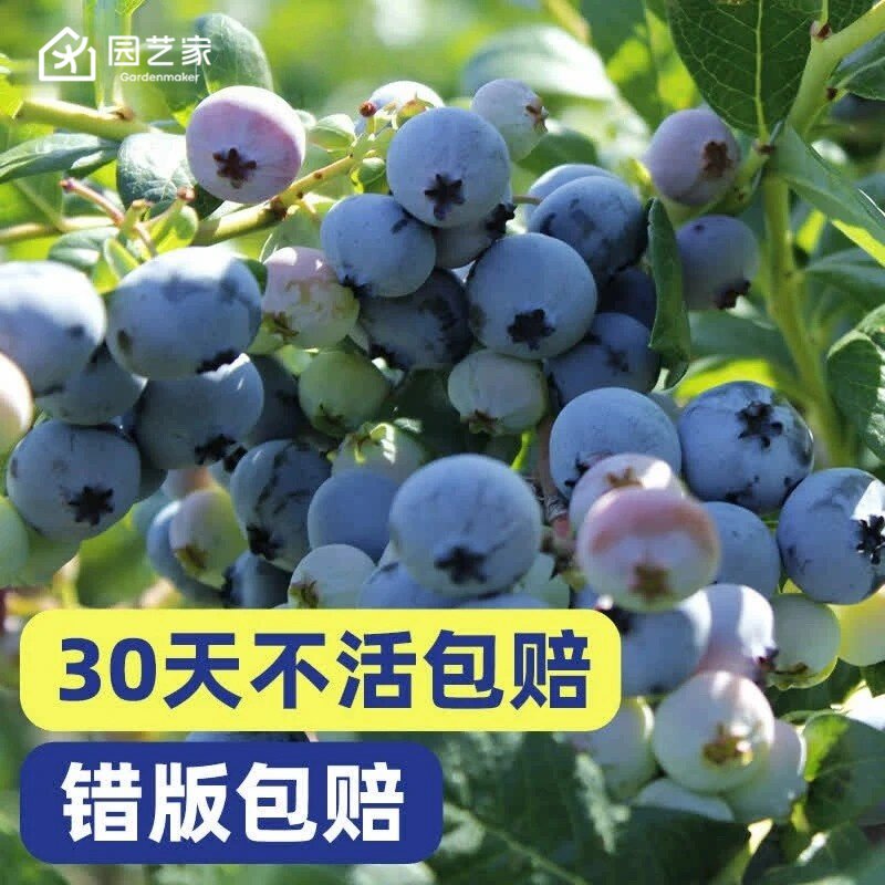 虹越蓝莓阳台种植果苗盆栽图片