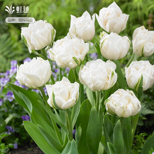 塔科马山郁金香种球自然球进口花种球根花园阳台种植耐寒花卉虹越