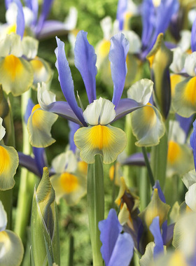 球根鸢尾虹越进口多年生球根花卉庭院花园荷兰鸢尾花种球虹越现货