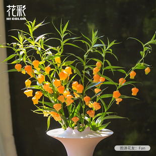 花彩进口宫灯百合花块茎种球根阳台盆栽耐热小众切花材提灯花预售