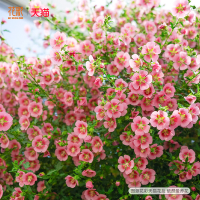 花彩小木槿花苗阳台盆栽夏季