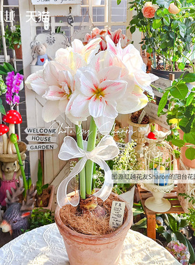 水彩画朱顶红种球虹越荷兰进口重瓣盆栽土培多年生园艺种子花种