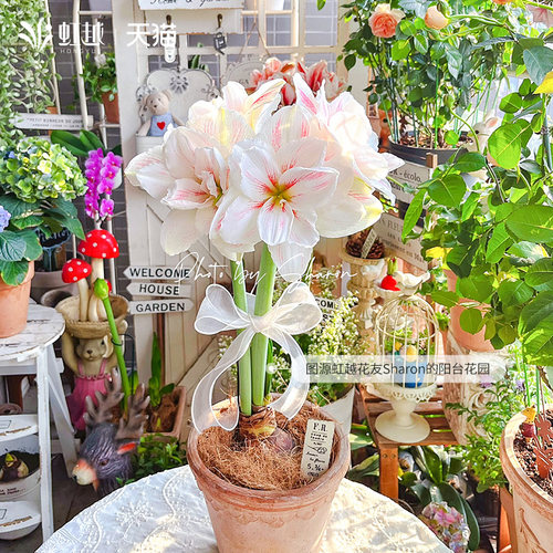 虹越四季朱顶红种球水彩画