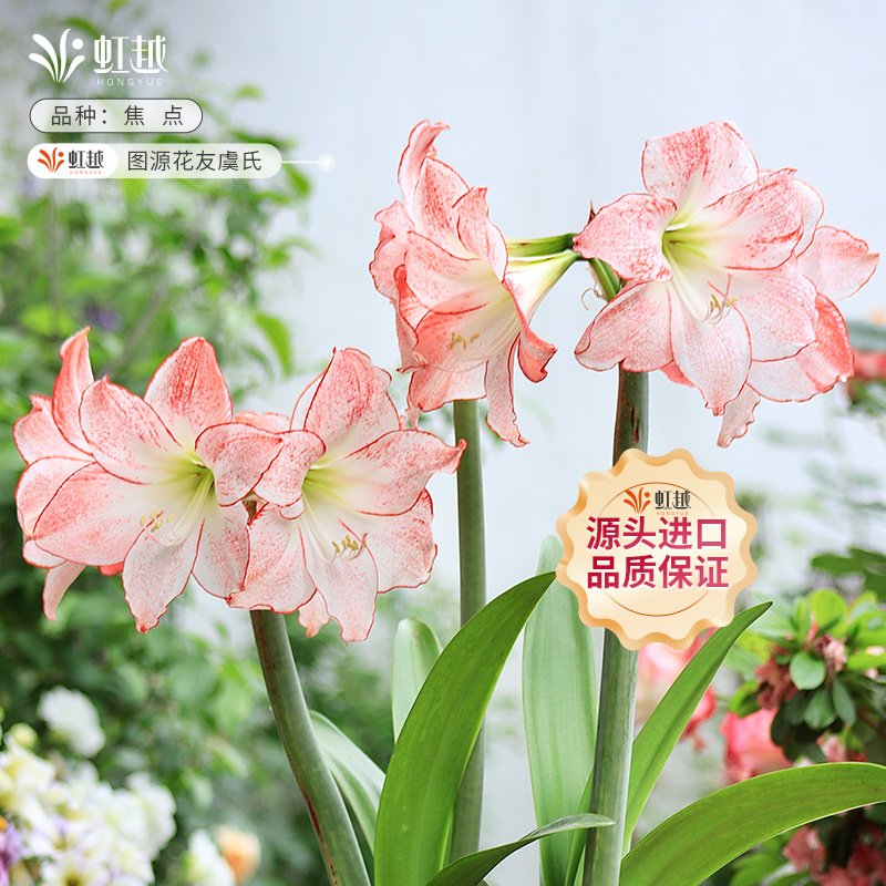 【持续热卖】进口朱顶红多品种