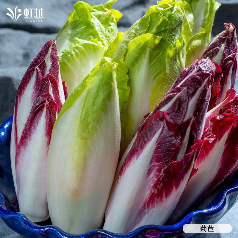 虹越园艺家蔬菜菊苣黄心苦菊红黄软化菊苣种子籽四季阳台盆栽易种