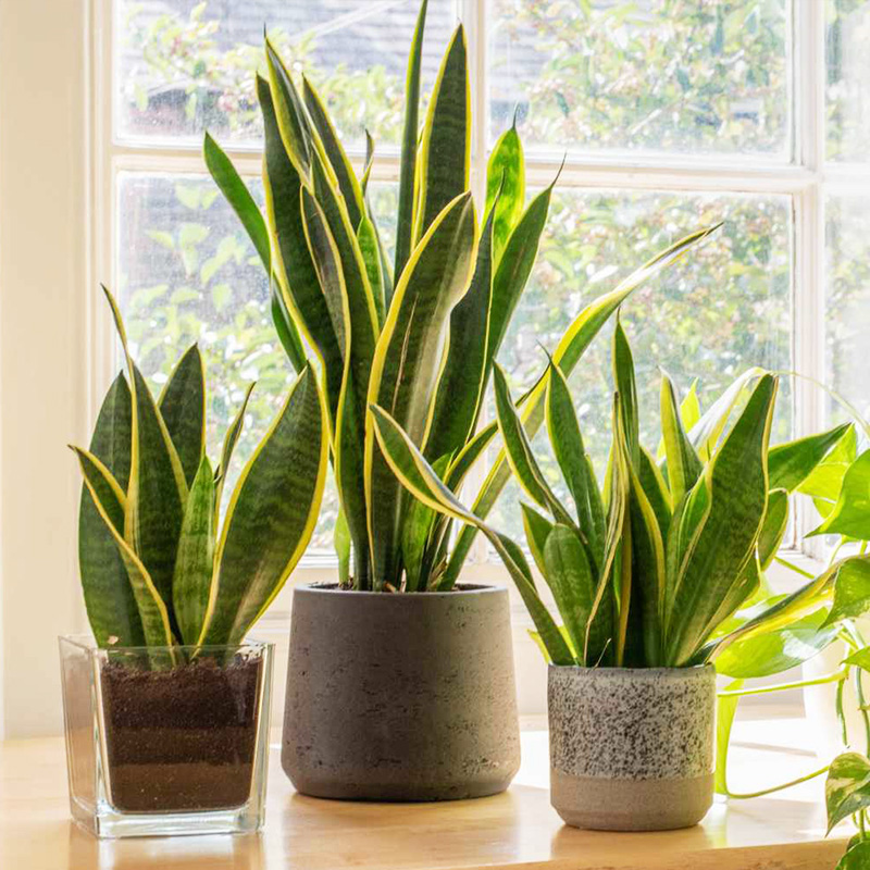 虹越虎皮兰绿植室内懒人桌面盆栽