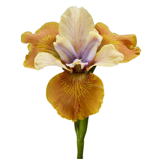 花彩德国鸢尾花裸根盆栽苗大花菖蒲玉蝉花夏季耐热庭院好养多年生