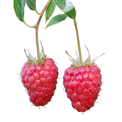 黄树莓苗虹越覆盆子果苗