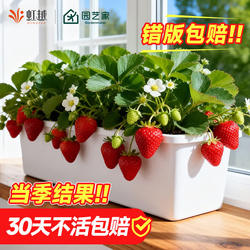 虹越草莓苗秧盆栽四季结果果树苗黑珍珠隋珠红颜奶油建德白露天使