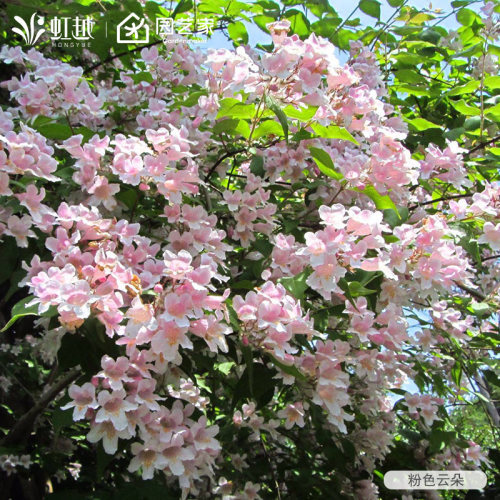 虹越进口猬实盆栽小苗庭院花园夏季粉瀑布花藤本灌木耐寒耐旱植物