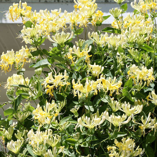 可食用金银花树苗浓香多季开花卉