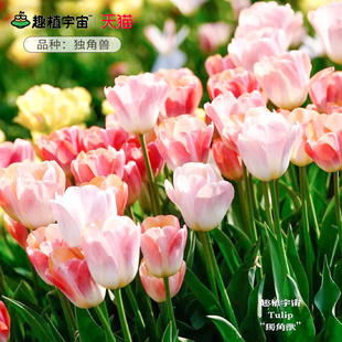 趣植宇宙进口郁金香种球5度球根阳台盆栽土培群植花境独角兽预售