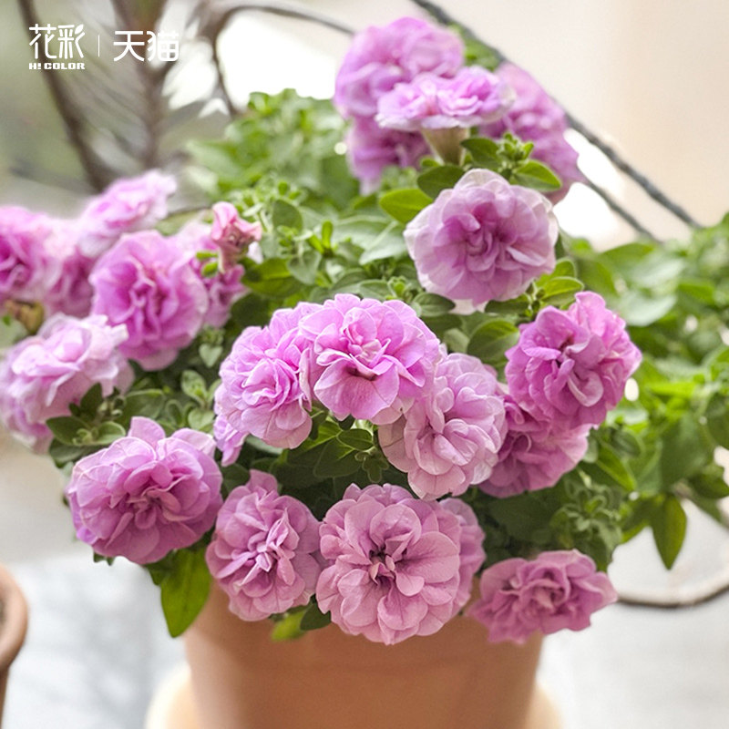 花彩重瓣矮牵牛花苗盆栽垂吊花卉阳台盆花量大庭院植物易爆花期长