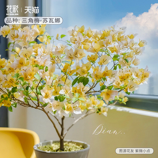 花彩重瓣三角梅四季开花苏瓦娜盆栽室内阳台庭院勤花爬藤老桩树苗