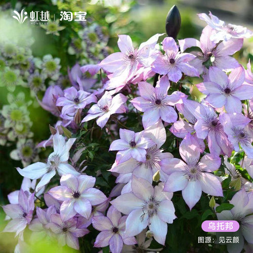 虹越乌托邦铁线莲盆栽苗