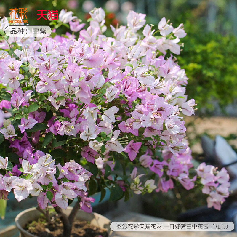花彩精品三角梅盆栽绿樱四季开花量大不甜西瓜阳台好养多年生耐热