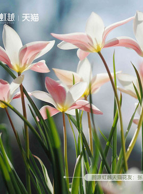 进口原生郁金香种球秋植球根花苗盆栽地栽多年生耐寒土培虹越现货