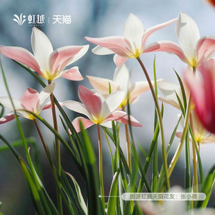 进口原生郁金香种球秋植球根花苗盆栽地栽多年生耐寒土培虹越现货