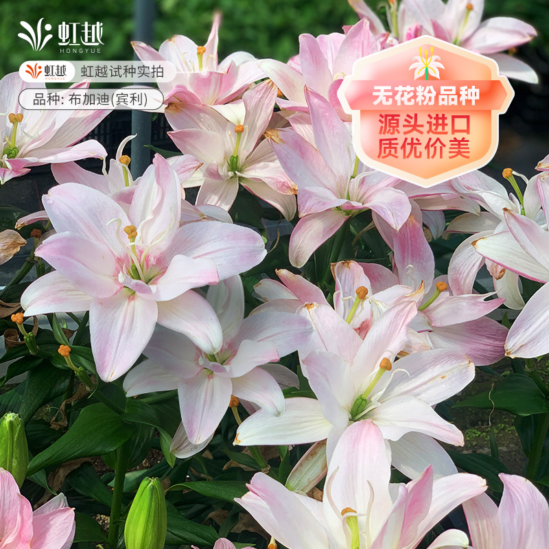 进口百合种球虹越四季阳台庭院