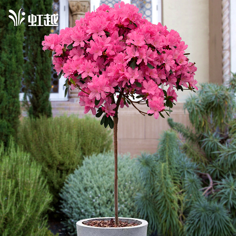 Imported Dongyang Lollipop Potted plant Hong Yue Green flower Bush Garden courtyard Potted plant plant Rhododendronin the Flower delivery/Flowers simulation/Plants gardening , Flowers/Potted plants (New) , 绣球/木绣球/木本植物 category - from Buy2taobao.com to provide professional Taobao agent buy service