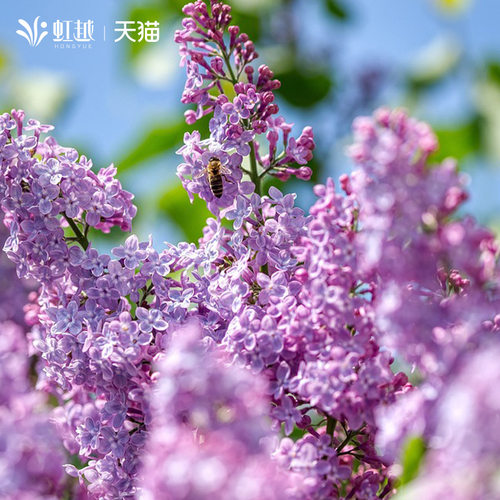 丁香花室外阳台庭院盆栽地栽