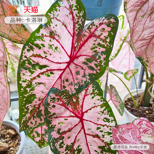 花彩卡洛琳彩叶芋种球根盆栽