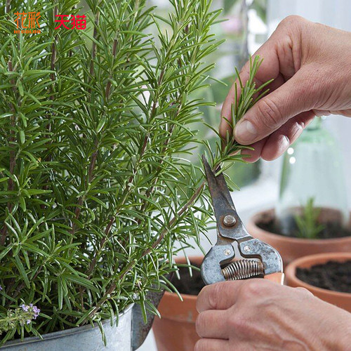 花彩迷迭香烹饪香草植物懒人盆栽