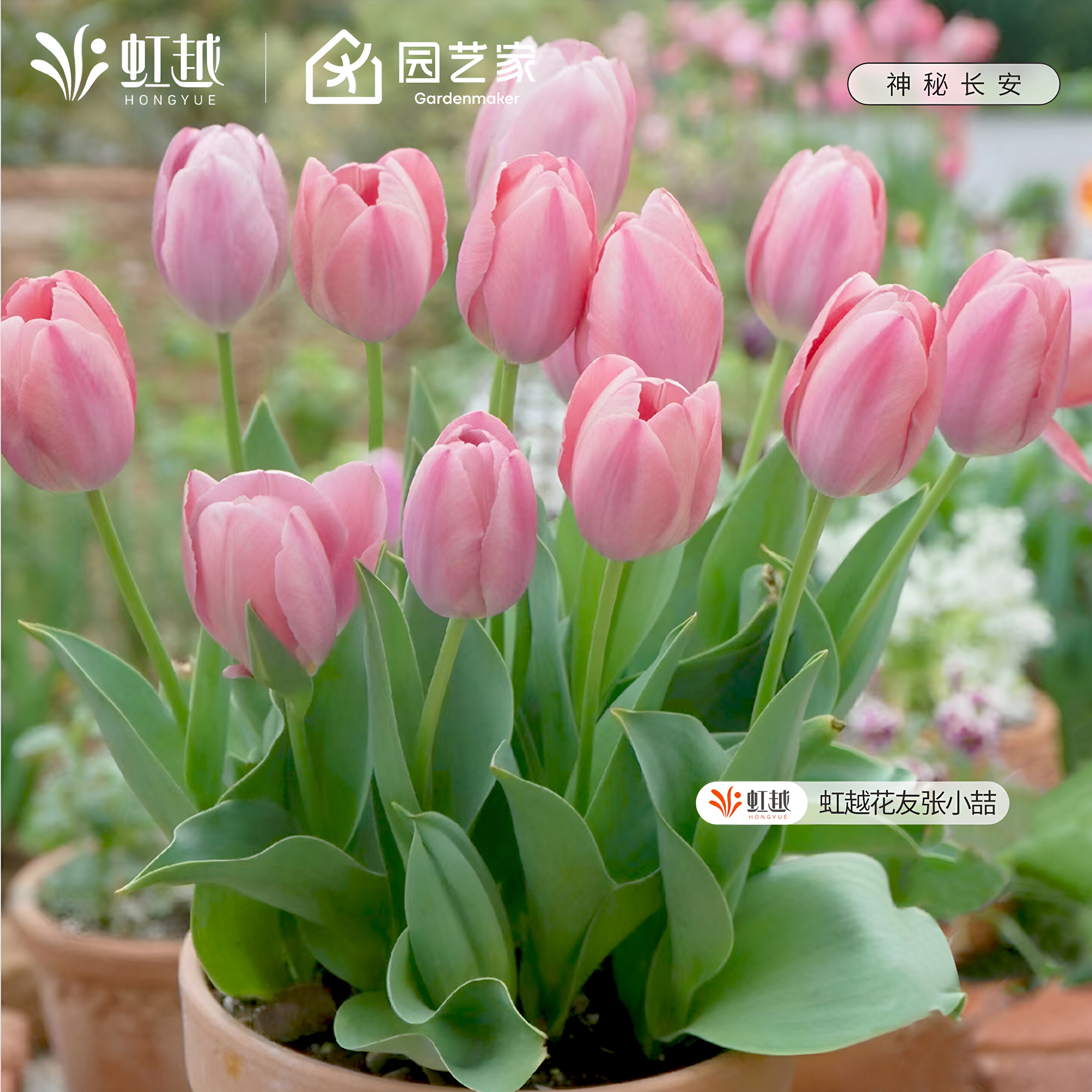 郁金香种球5度球花种子球根水培土培盆栽地栽花苗可切花虹越预售