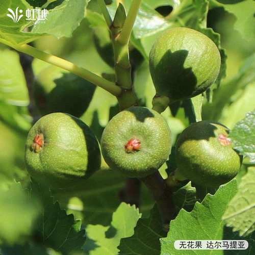 虹越进口无花果盆栽树小苗可食水果座果率高好养护虫害少结果