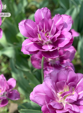 蓝色奇观郁金香种球自然球进口花种球根花园阳台种植耐寒花卉虹越