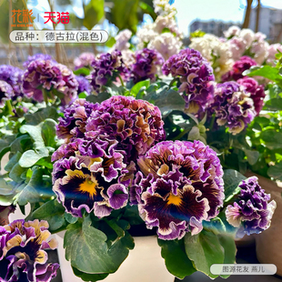花彩德古拉皱边角堇花苗盆栽阳台卷边礼服花园组盆冬季 耐寒花量大