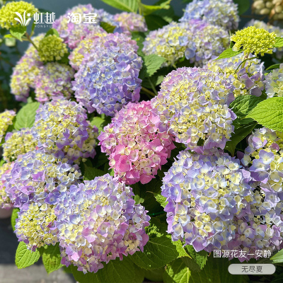 虹越易调紫色绣球花盆栽大花老桩