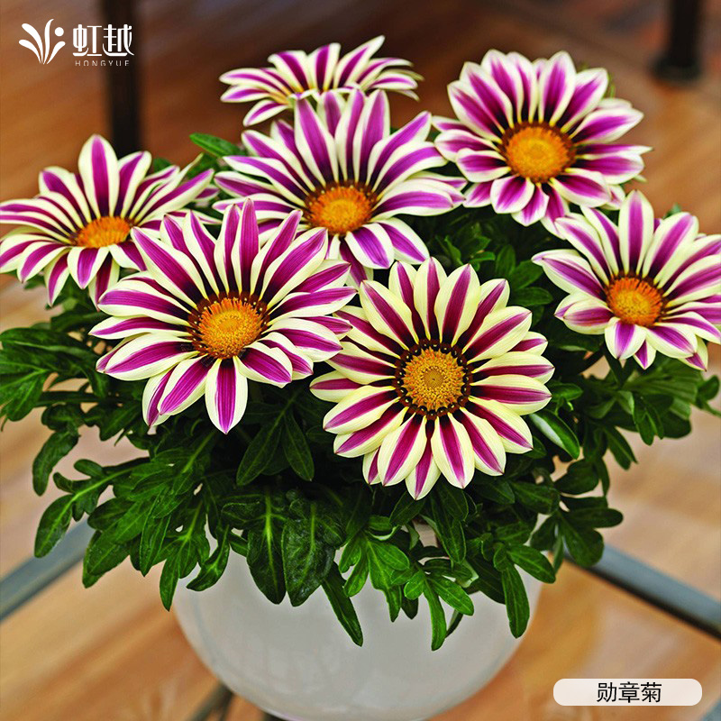 虹越花卉种苗好养易开花