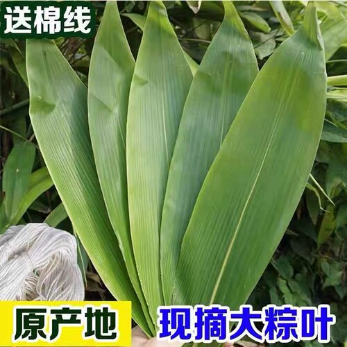 2026粽叶新鲜现摘野生粽叶新鲜大号精选天然粽叶端午干粽叶粽子叶