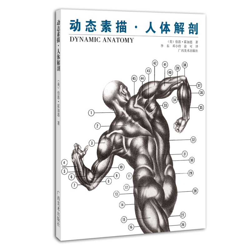人体解剖 伯恩霍加思 初学者艺用人体素描技法基础教程 人体解剖结构