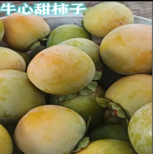 青柿子5斤新鮮大果石灰水泡去澀發 廣西桂林脆柿脆甜牛心柿子當季