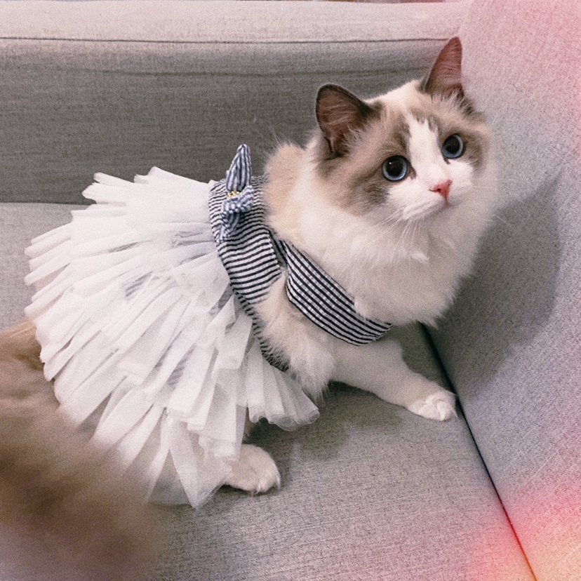 猫咪衣服小猫英短蓝猫加菲布偶猫