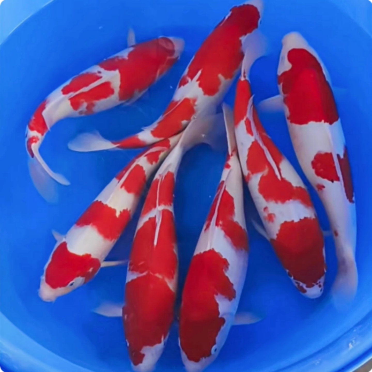 冷水锦鲤鱼好养易活淡水鱼苗顺丰