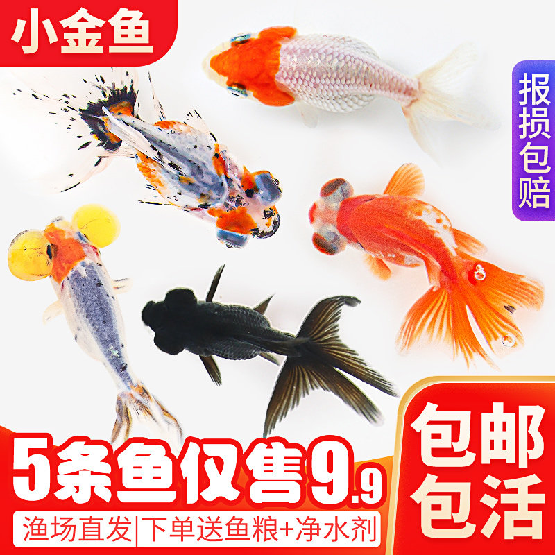 小金鱼活鱼观赏冷水鱼苗淡水五花鎏金兰寿红狮头鹤顶红黑龙睛耐活 天晟观赏鱼养殖场 淘优券