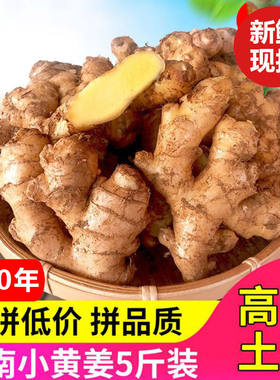 香辣多汁产地直发新鲜现挖新姜